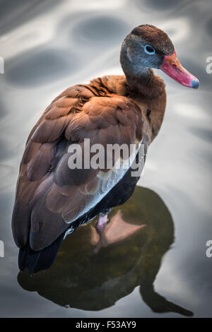 Slimbridge Wildfowl Foto Stock