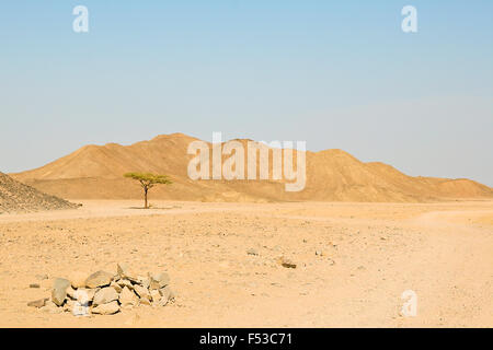 Albero solitario nel deserto verso il blu del cielo e le montagne sullo sfondo Foto Stock