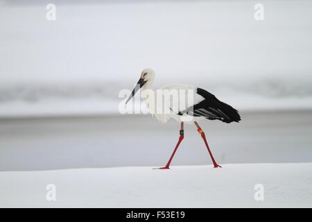 Cicogna orientali (ciconia boyciana) in Giappone Foto Stock