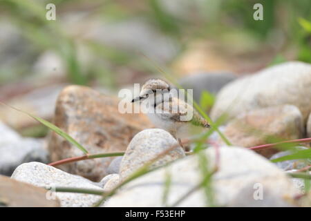 A lungo fatturati Plover (Charadrius placidus) in Giappone Foto Stock