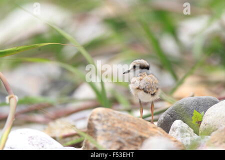 A lungo fatturati Plover (Charadrius placidus) in Giappone Foto Stock