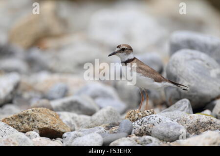 A lungo fatturati Plover (Charadrius placidus) in Giappone Foto Stock