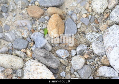 A lungo fatturati Plover (Charadrius placidus) in Giappone Foto Stock