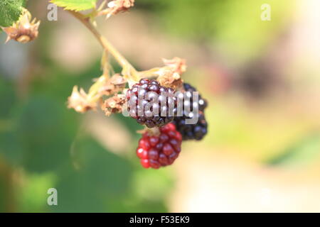 Blackberry (Rubus fruticosus) in Giappone Foto Stock