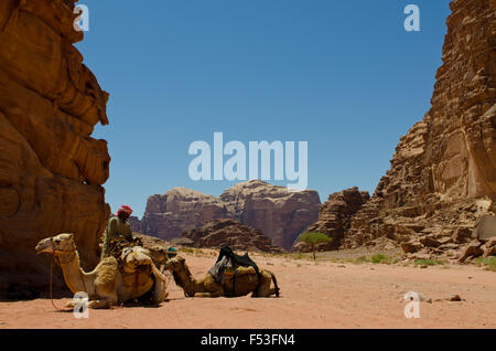 Cammelli in appoggio al sole, Wadi Rum, Giordania Foto Stock