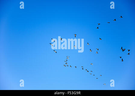 Group of brent geese flies in formation at a blue sky Foto Stock