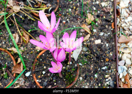 Crochi in fiore Foto Stock