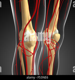 3d reso illustrazione del ginocchio umano sistema arterioso Foto Stock