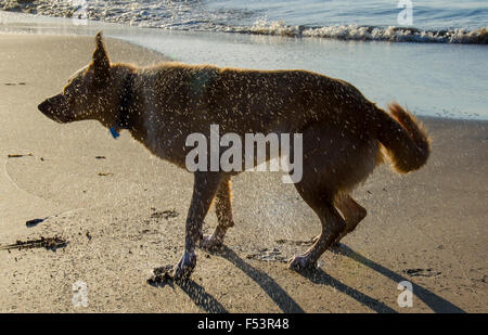 Un Labrador bagnato bordo Collie cross dog scuotendosi a secco su una spiaggia in Australia Foto Stock