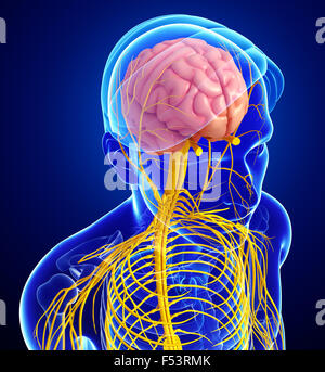 Illustrazione del Maschio sistema nervoso artwork Foto Stock