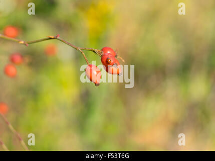 Hips organico con coccinella avente un bagno di sole in un giardino autunnale Foto Stock