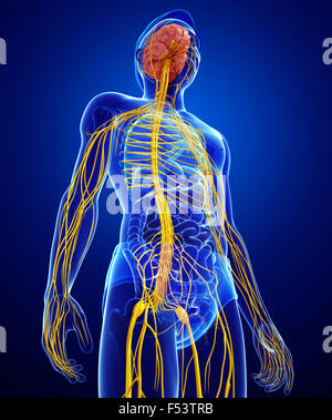 Illustrazione del Maschio sistema nervoso artwork Foto Stock