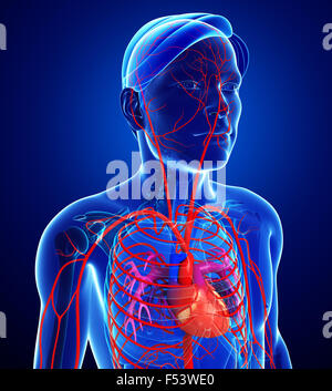 3d reso illustrazione del maschio sistema arterioso Foto Stock
