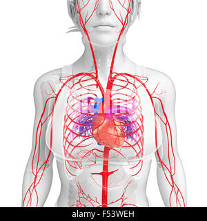3d reso illustrazione della femmina sistema arterioso Foto Stock