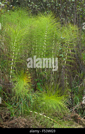 Grande equiseto o gigante settentrionale equiseto (Equisetum telmateia), Leutenbach, Alta Franconia, Baviera, Germania Foto Stock