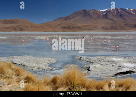 Laguna hedionda con james fenicotteri (phoenicoparrus jamesi), a uyuni, lipez, Bolivia Foto Stock