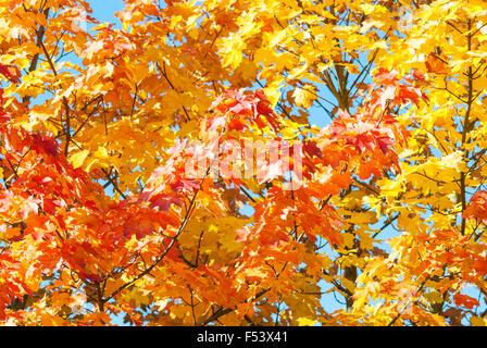 Norvegia (acero Acer platanoides), foglie colorate in autunno, Bassa Sassonia, Germania Foto Stock