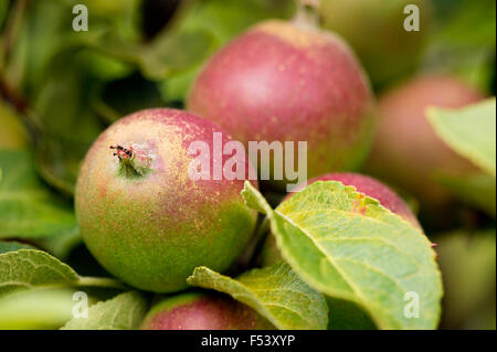 Cox's Orange Pippin Apple. Close up della frutticoltura sul ramo di albero. Luglio. Oxfordshire UK. Foto Stock