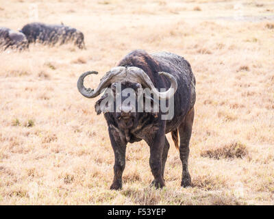 African buffalo (Syncerus caffer caffer) nel cratere di Ngorongoro in Tanzania, Africa. Foto Stock