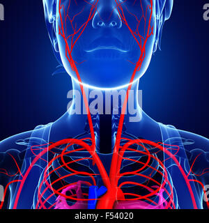 3d reso illustrazione della femmina sistema arterioso Foto Stock