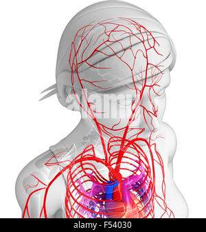 3d reso illustrazione della femmina sistema arterioso Foto Stock