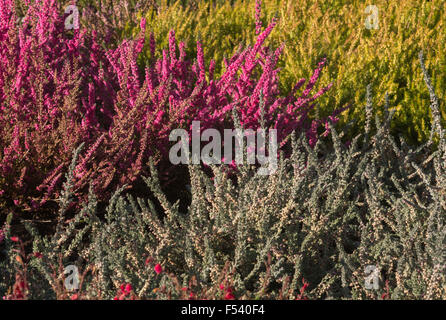 Close up di tardo autunno eriche,rosa,viola,giallo,grigio Foto Stock