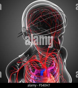 3d reso illustrazione della femmina sistema arterioso Foto Stock