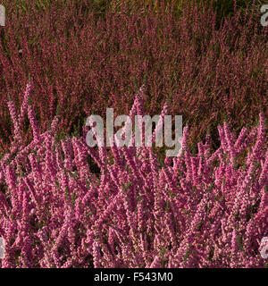 Close up di tardo autunno eriche,rosa,crimson Foto Stock