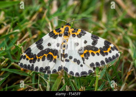 Abraxas grossulariata butterfly all'erba in estate Foto Stock