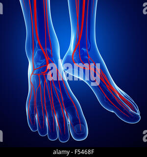 3d reso illustrazione della umana sistema arterioso Foto Stock
