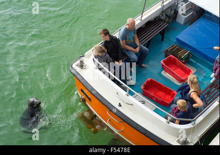 Una guarnizione di tenuta in prossimità di una barca di turisti in St Ives, Cornwall Inghilterra. Foto Stock