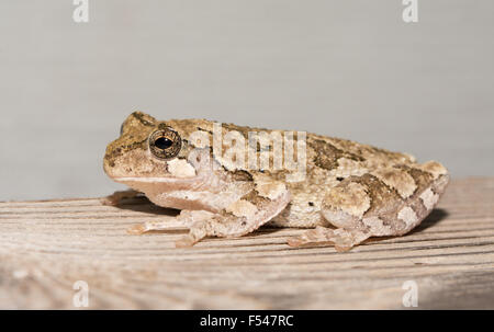 Affrontare il gray treefrog arroccato su una rampa di legno di notte Foto Stock