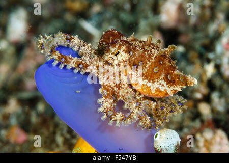 Blue inanellato octopus Hapalochlaena (sp) Lembeh strait, Sulawesi, Indonesia Foto Stock