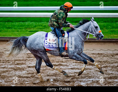 Lexington, Kentucky, Stati Uniti d'America. 27 ott 2015. Ottobre 27, 2015 : Stonetastic, addestrati da Kelly Breen e proprietà di Stoneway Farm, esercizi in preparazione per il Breeders' Cup puledra & Mare Sprint a Keeneland Race Track in Lexington, Kentucky il 27 ottobre 2015. Scott Serio/ESW/CSM/Alamy Live News Foto Stock