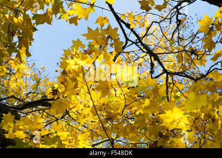 Acer cappadocicum 'Aureum" . Golden Cappadoce acero baldacchino in autunno Foto Stock