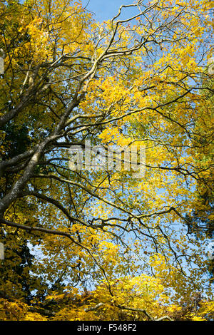 Acer cappadocicum 'Aureum" . Golden Cappadoce acero baldacchino in autunno Foto Stock