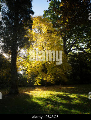 Acer cappadocicum 'Aureum" . Golden Cappadoce acero baldacchino in autunno Foto Stock