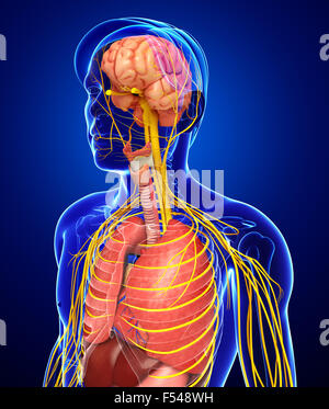 Illustrazione del corpo maschio con nervoso e sistema digestivo artwork Foto Stock