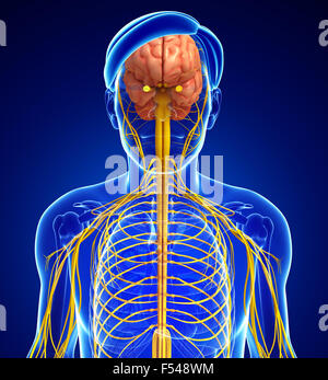 Illustrazione del Maschio sistema nervoso artwork Foto Stock