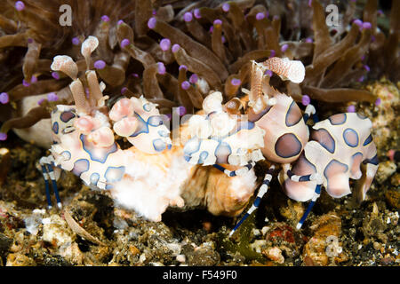 Arlecchino gamberetti (Hymenocera elegans) mangiare starfish, Lembeh strait, Indonesia Foto Stock