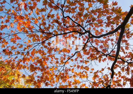 Acer Palmatum Atropurpureum. Giapponese acero in autunno Foto Stock