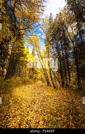 Un percorso attraverso Aspen alberi lungo Rush Creek nel giugno Lago di Loop nella California orientale della Sierra Nevada Foto Stock