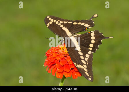 Vista dorsale di un gigante a coda di rondine di alimentazione a farfalla su un arancio Zinnia fiore con estate verde sullo sfondo Foto Stock