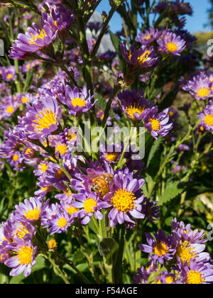 New York Giardino Botanico, Bronx, NY, STATI UNITI D'AMERICA Foto Stock
