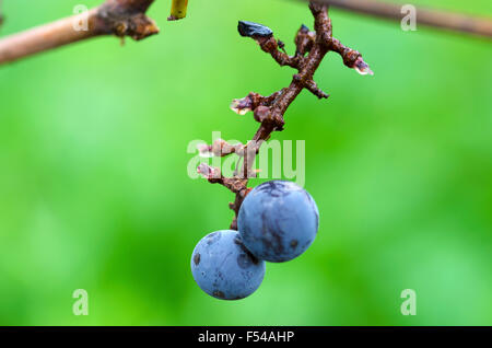 Due uve Merlot sono rimaste su un cluster dopo il raccolto della vite Foto Stock