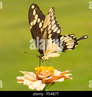 Gigante farfalla a coda di rondine alimentazione su una luce arancione Zinnia con sfondo verde Foto Stock