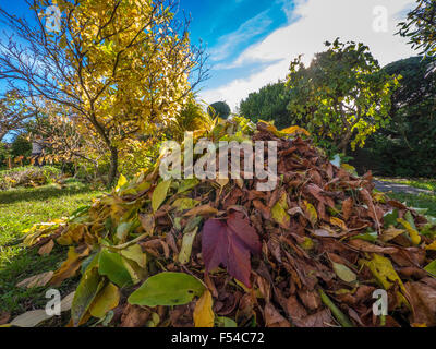 Grandi mucchi di foglie in giardino, giardinaggio in autunno Foto Stock