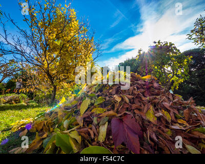 Grandi mucchi di foglie in giardino, giardinaggio in autunno Foto Stock