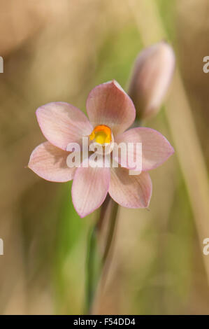 Thelymitra rubra, rosa salmone Sun Orchid Foto Stock