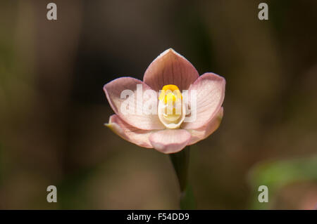 Thelymitra rubra, rosa salmone Sun Orchid Foto Stock